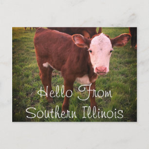 Hej från Södra Illinois Calf-vykort Vykort