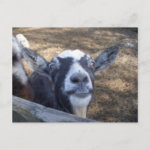 Hej Friendly Goat Vykort