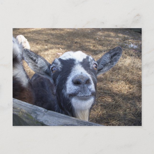 Hej Friendly Goat Vykort (Framsida)