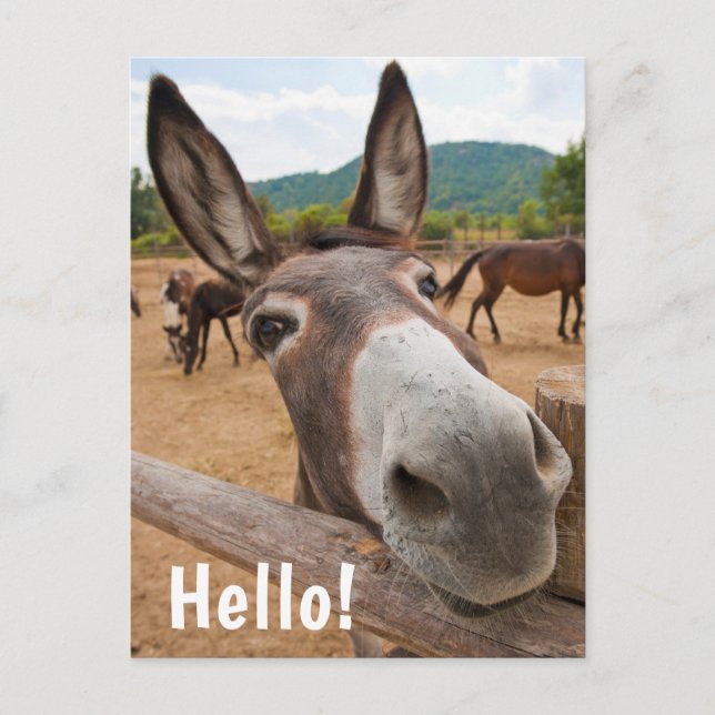 Hej | Funny Donkey Farm Animal Vykort (Framsida)