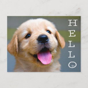 Hej Golden Retriever Puppy Hund Blank vykort