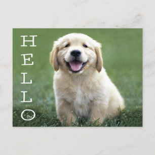 Hej Golden Retriever Puppy Hund Blank vykort
