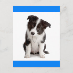 Hej Gräns Collie Puppy Hund Hälsning-postkort Vykort
