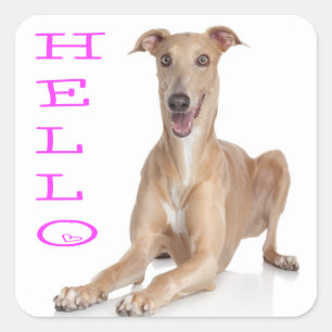 Hej Greyhound Puppy Hund Fyrkantigt Klistermärke