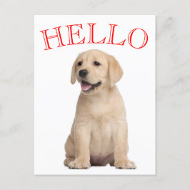 Hej Gult Labrador Retriever Puppy Hund Vykort