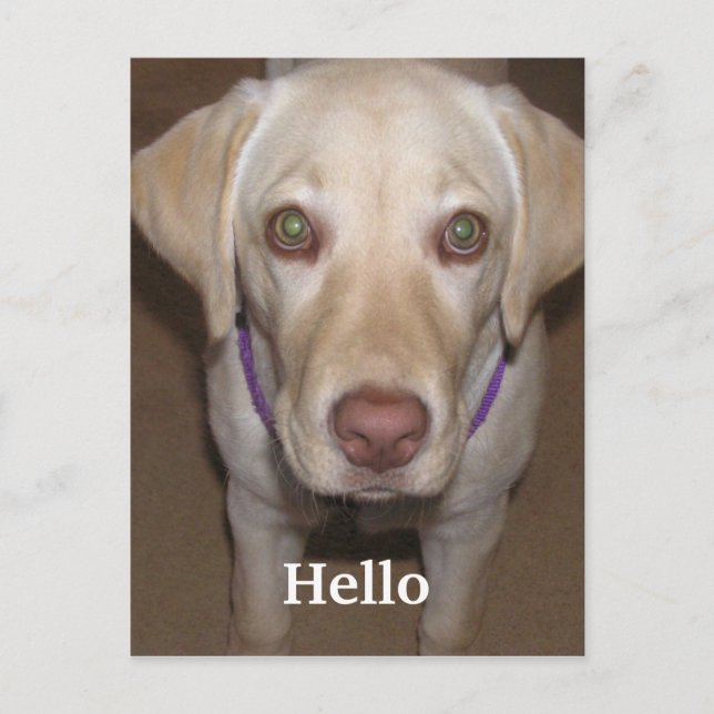 Hej Gult Labrador vykort (Framsida)