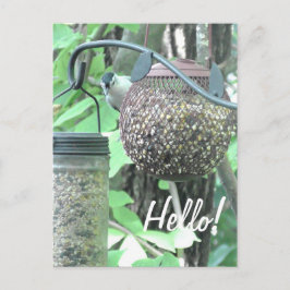Hej! Hälsa Hi Cute Bird på Bird Feeder Vykort