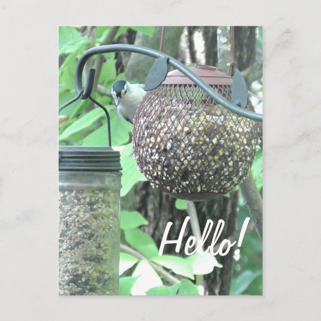 Hej! Hälsa Hi Cute Bird på Bird Feeder Vykort (Framsida)