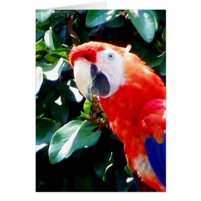 Hej_ Hälsningskort (Framsidan)