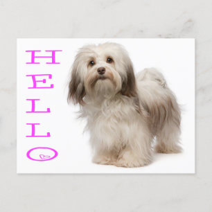 Hej Havanese Puppy Hund vykort
