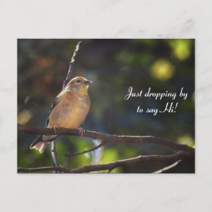 Hej, Hi, Bird-American Goldfinch Vykort
