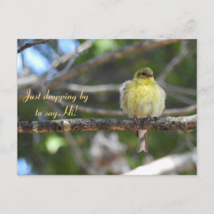 Hej, Hi, Bird-American Goldfinch Vykort