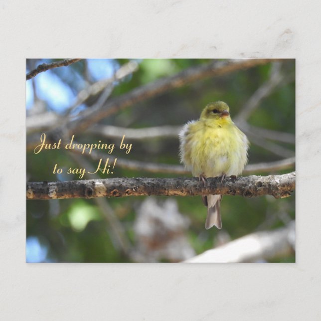 Hej, Hi, Bird-American Goldfinch Vykort (Framsida)