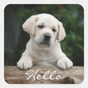 Hej/Hi Labrador Retriever Puppy Hund Stickers Fyrkantigt Klistermärke
