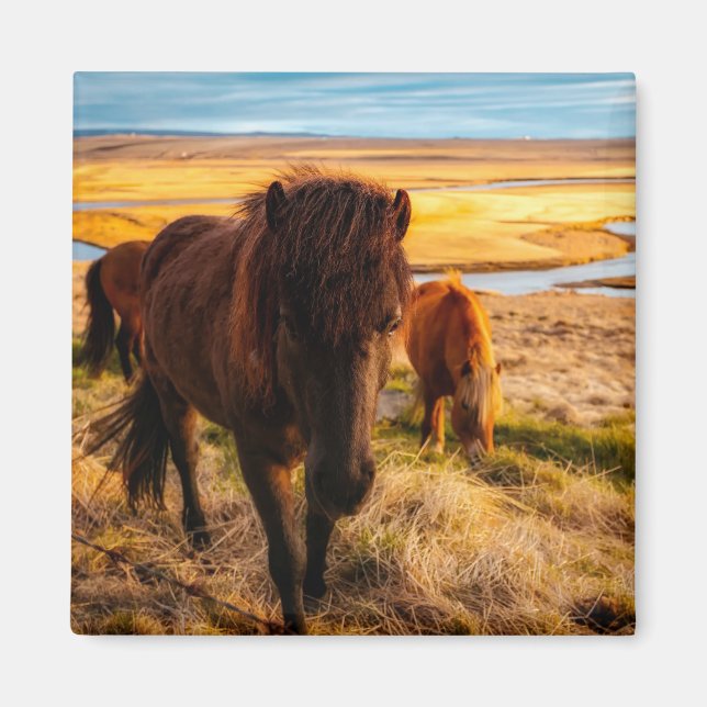Hej Horse Magnet (Framsidan)