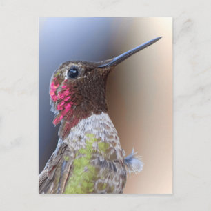 Hej Hummingbird Vykort