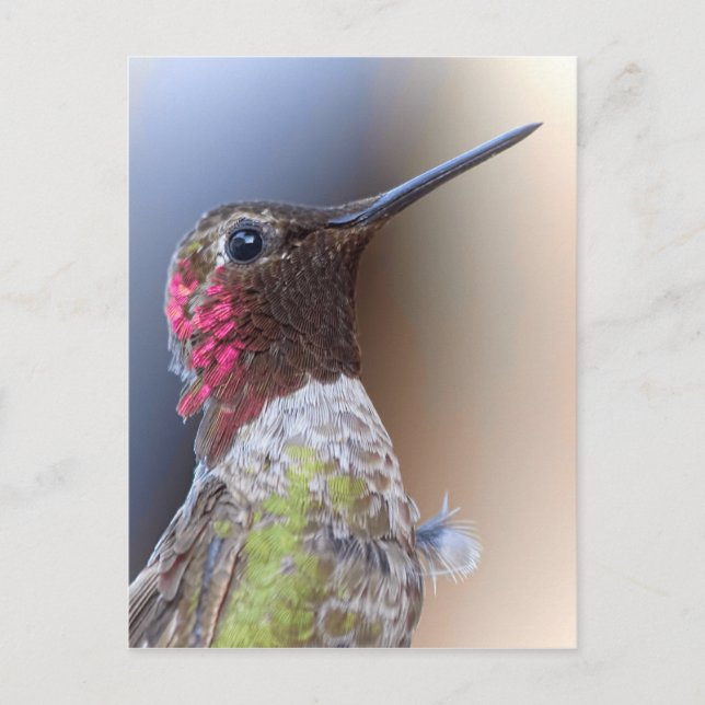 Hej Hummingbird Vykort (Framsida)
