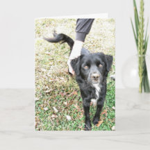 Hej Hund Kort