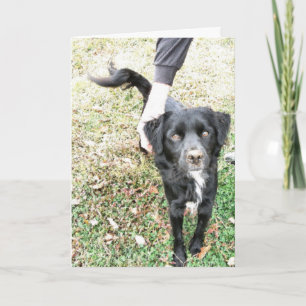 Hej Hund Kort