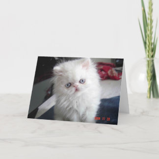 HEJ KATTUNGE! KORT