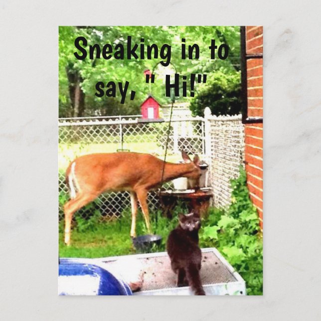 HEJ MED BACKYARD ANIMALS-vykort Vykort (Framsida)