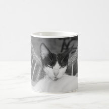 Hej, Meow..