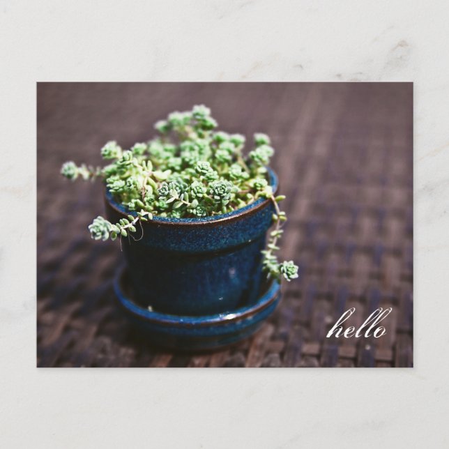 Hej Mini Succulals vykort (Framsida)
