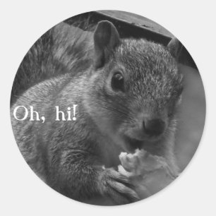 Hej, mr Squirrel! Runt Klistermärke