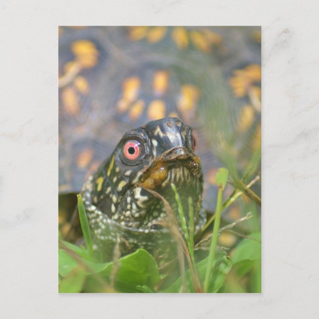 Hej! Nyfiken sköldpadda Vykort (Framsida)