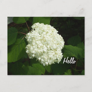 Hej-One Big Snowball Hydrangeas Flower Vykort