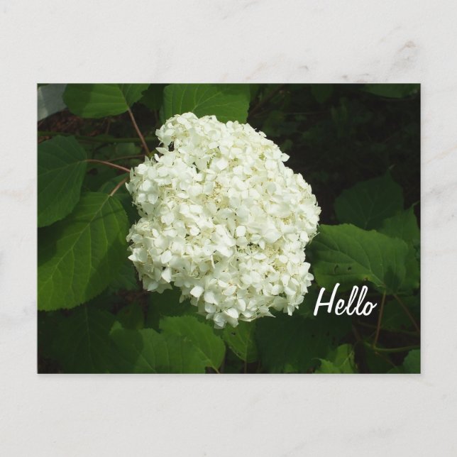 Hej-One Big Snowball Hydrangeas Flower Vykort (Framsida)