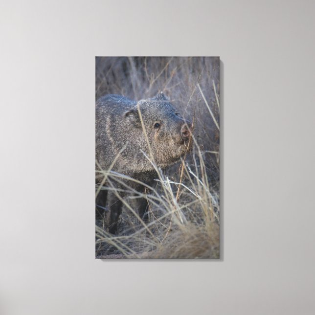 hej piggy canvastryck (Framsida)