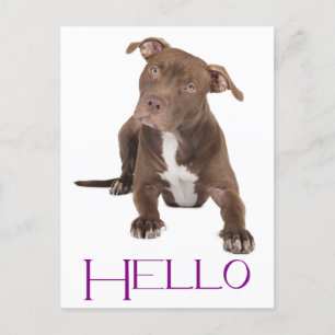 Hej Pit Bull Puppy Hund Blank vykort