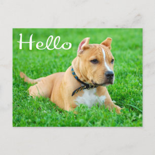 Hej Pit Bull Puppy Hund Blank-vykort Vykort
