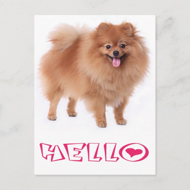 Hej Pomeranian-Hund-kort Vykort (Framsida)