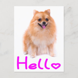 Hej Pomeranian-Hund-kort Vykort