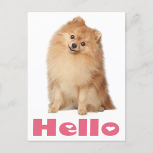 Hej Pomeranian-Hund-kort Vykort