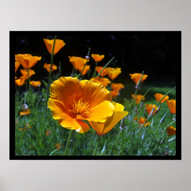Hej Poppies Large Poster och utskrifter (Framsidan)