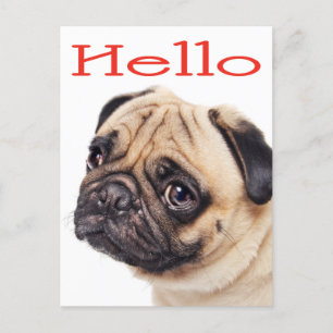 Hej Pug Puppy Hund Hälsning vykort