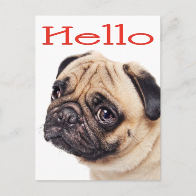 Hej Pug Puppy Hund Hälsning vykort (Framsida)
