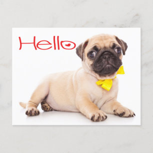 Hej Pug Puppy Hund Hälsning vykort