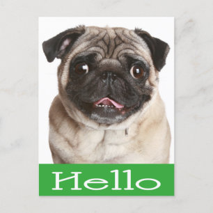Hej Pug Puppy Hund Hälsning vykort