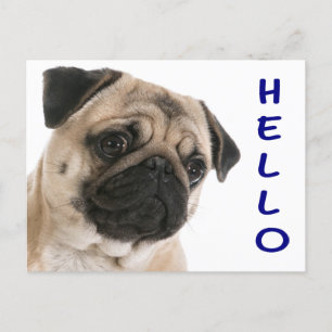 Hej Pug Puppy Hund Hälsning vykort