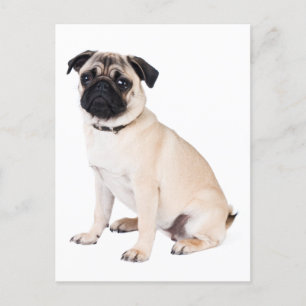Hej Pug Puppy Hund Hälsning vykort