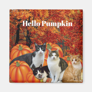 Hej Pumpa Höstsäsong Katter i Pumpafält Magnet