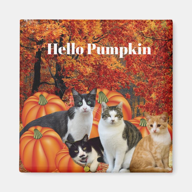 Hej Pumpa Höstsäsong Katter i Pumpafält Magnet (Framsidan)