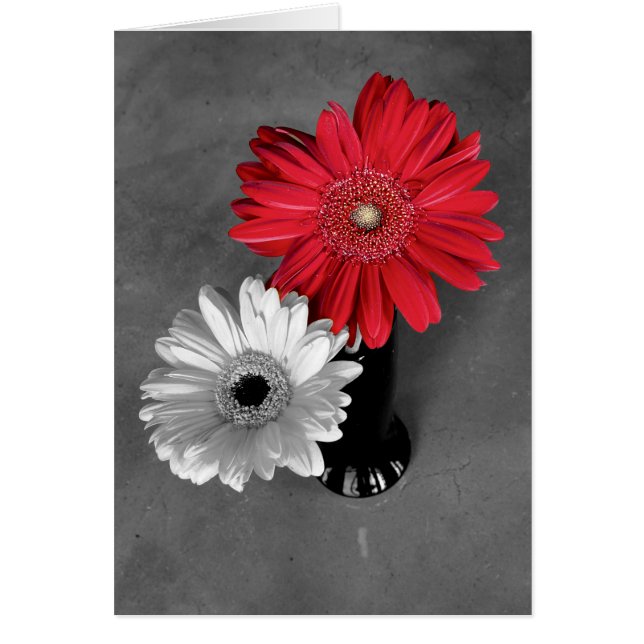 Hej Red Färg Stänk Gerber Daisy Photo Hälsningskort (Framsidan)