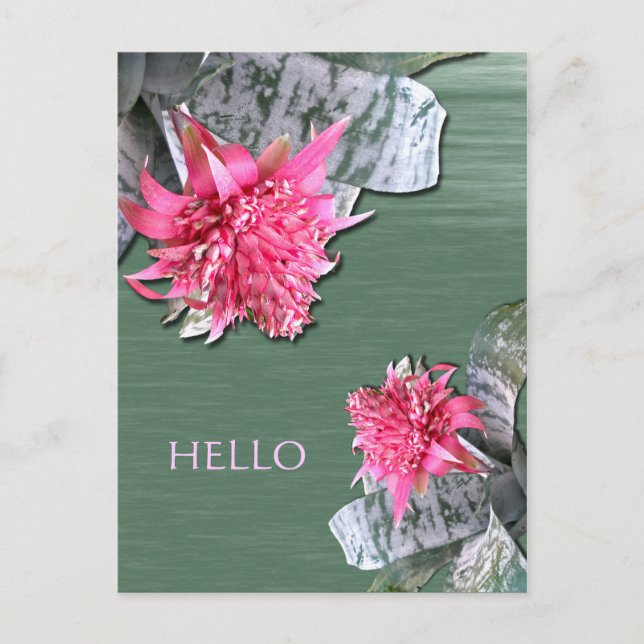 Hej Rosa Flowered Bromeliad Vykort (Framsida)