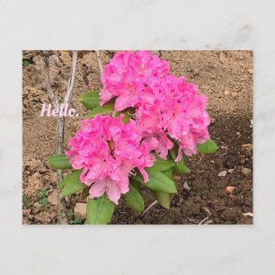 Hej Rosa Rhododendron Blommor Postkort Vykort