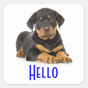 Hej Rottweiler Puppy Hund Hälsning Stickers Fyrkantigt Klistermärke
